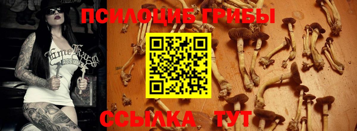 Псилоцибиновые грибы Psilocybine cubensis Чайковский