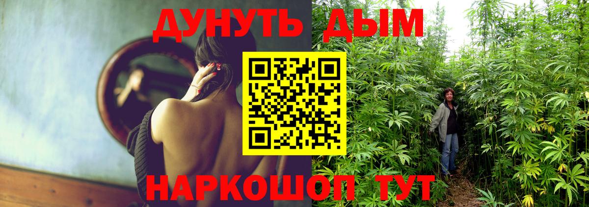 Каннабис сатива Чайковский